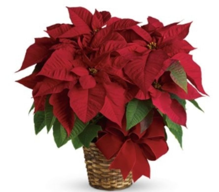 PX4 Red Poinsettia